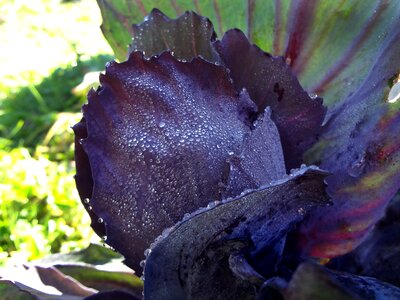 Red cabbage close up violet photo