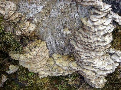 Tree fungus cluster