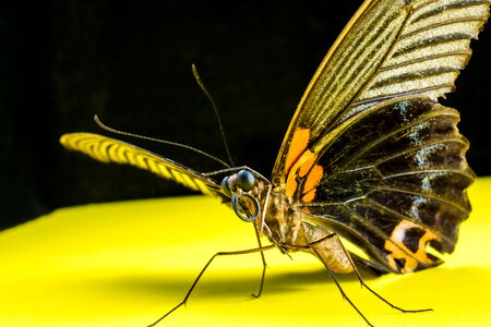 Butterfly insect close up photo