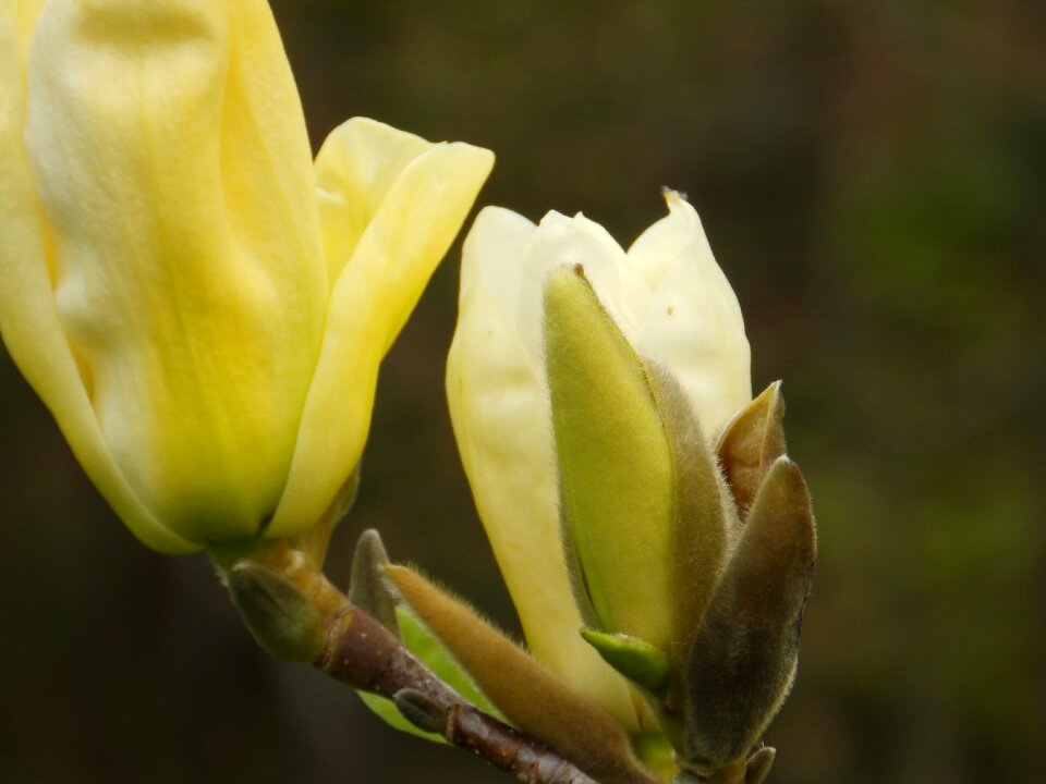 Cream spring macro