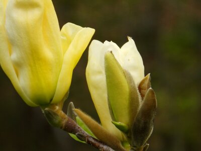 Cream spring macro