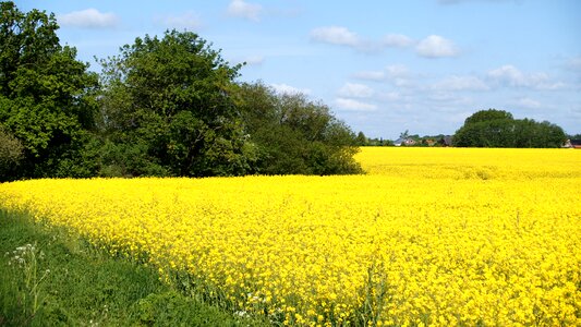 Oilseed rape schleswig holstein Free photos