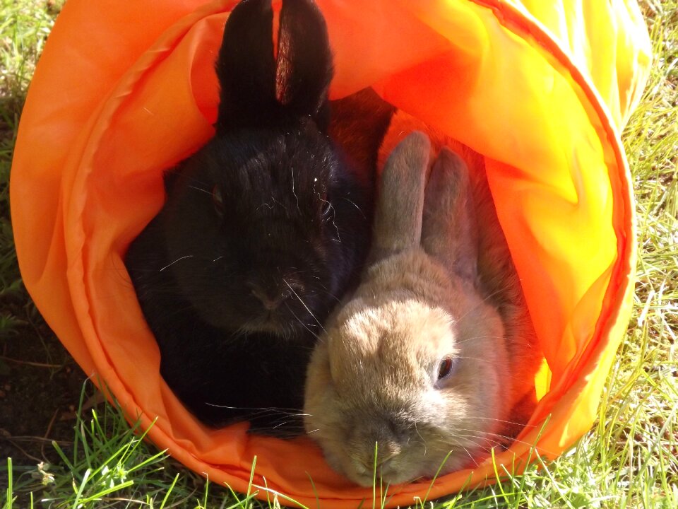 Hare pet munchkins