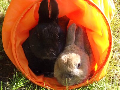 Hare pet munchkins photo