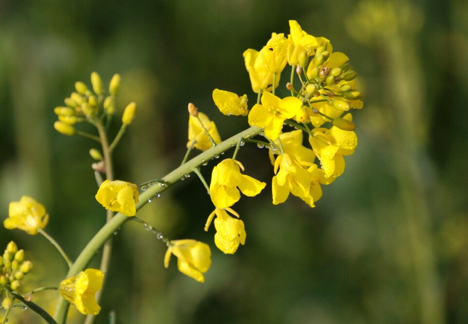Yellow flower countryside