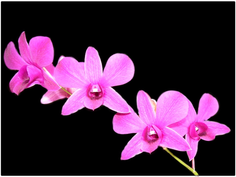 Background nature floral