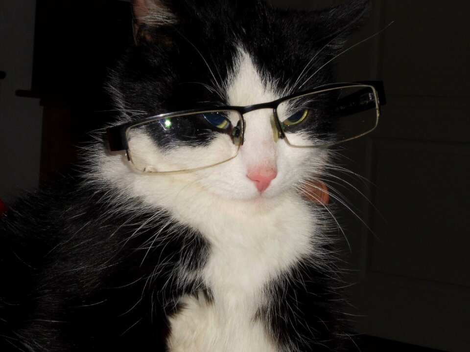 Cat with glasses cat crafty cat