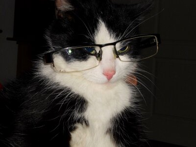 Cat with glasses cat crafty cat