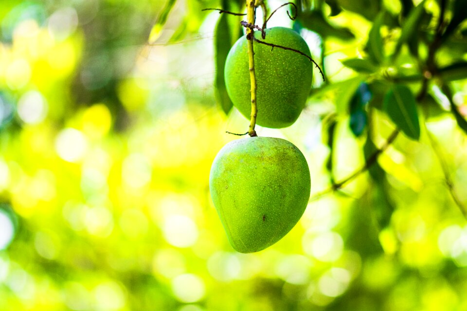 Fruits fruit green mango
