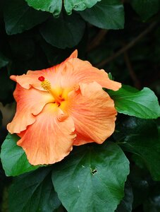 Orange petals leaves