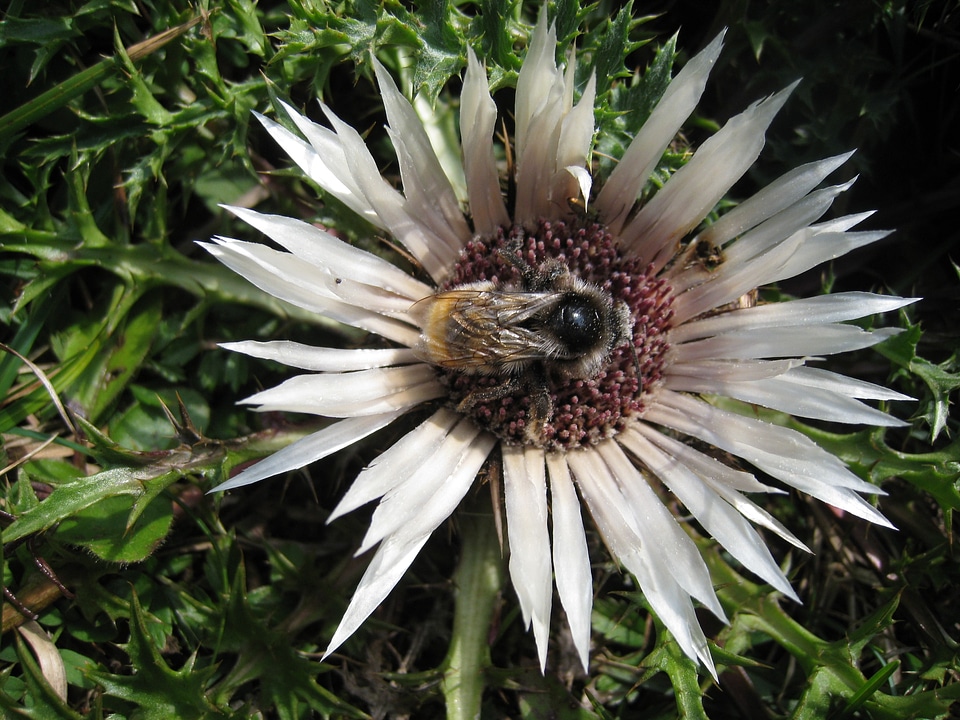 Meadow flower close up