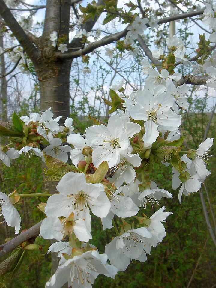 White fruit garden