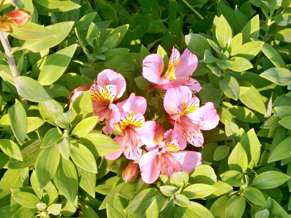 Alstroemeria pink flower summer flowers