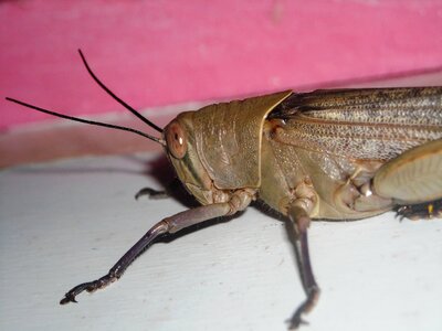 Brown animals insects