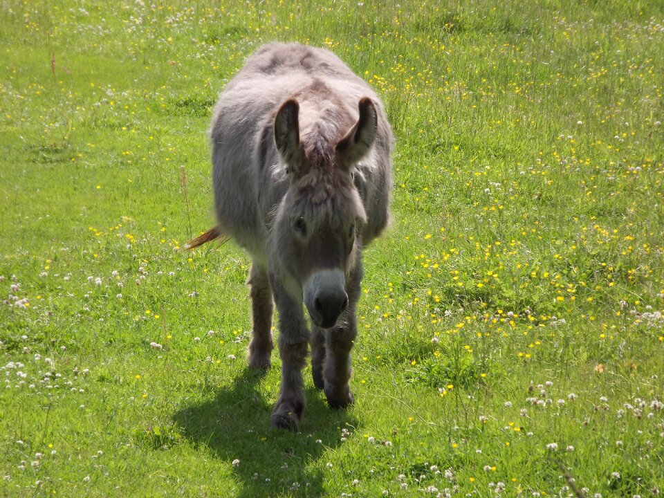 Pasture mule livestock