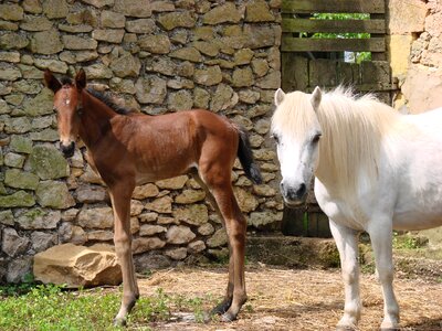 Pony shetland filly