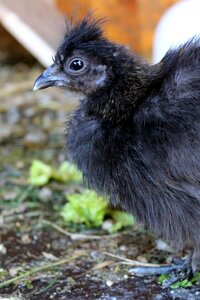 Feather black bill photo