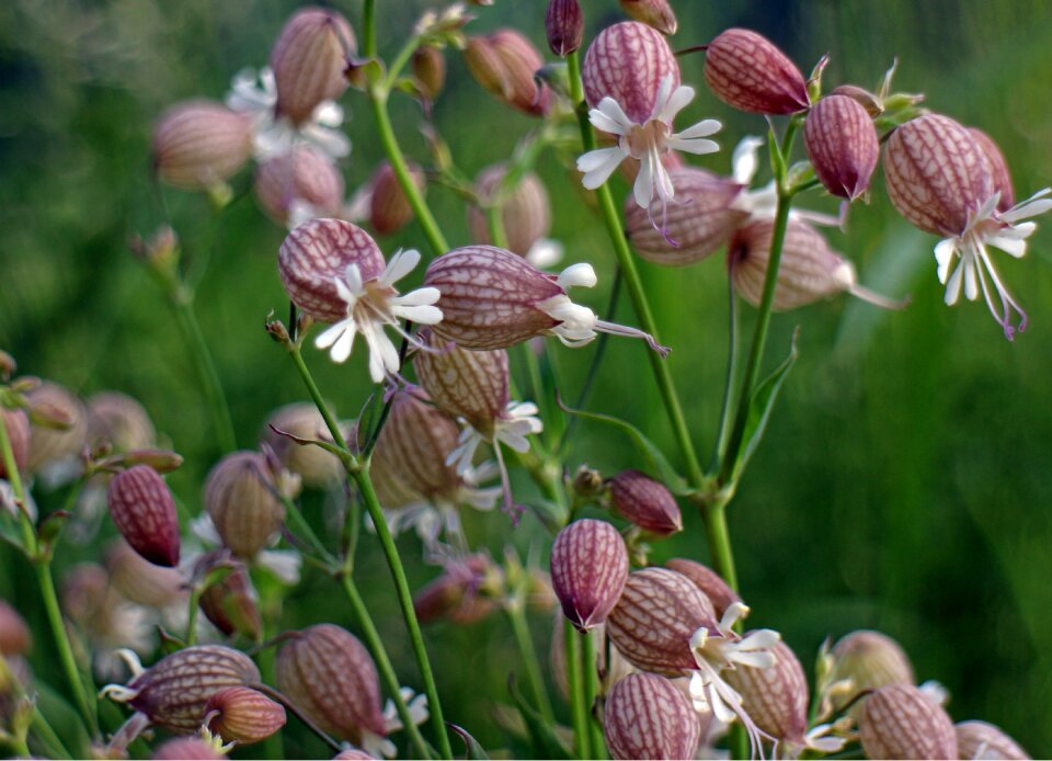 Campion gossip carnation knirrkohl