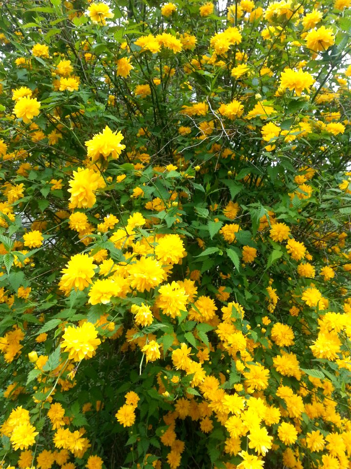 Amber roses kerria