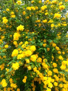 Amber roses kerria