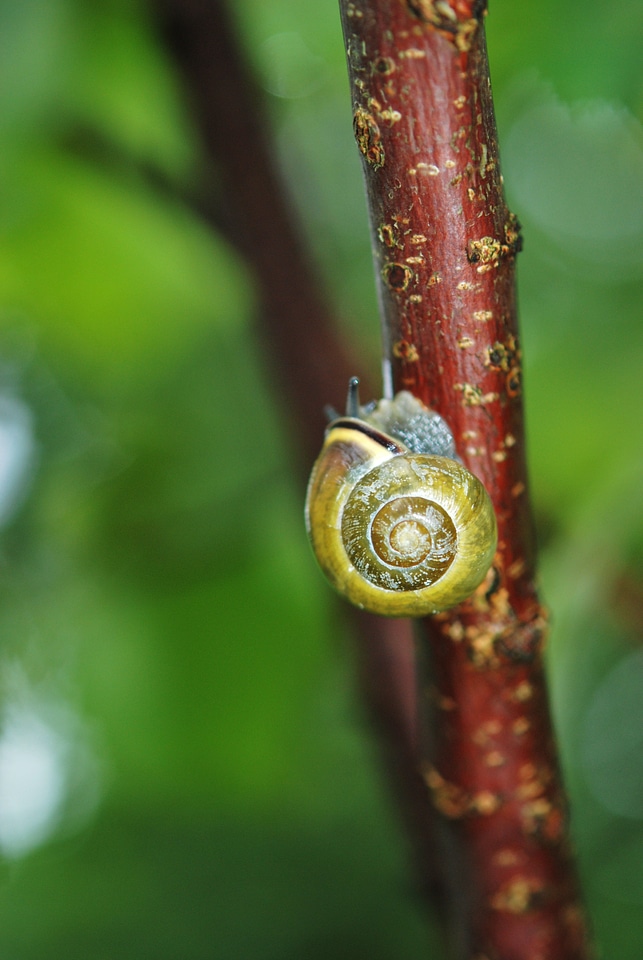 Stem sticky mollusk