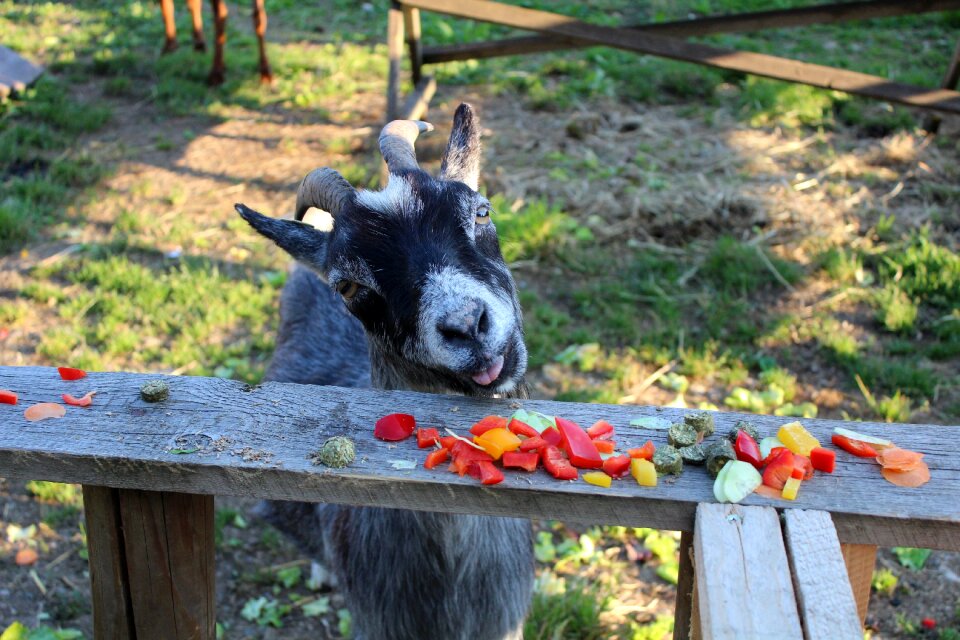 Eat animal farm