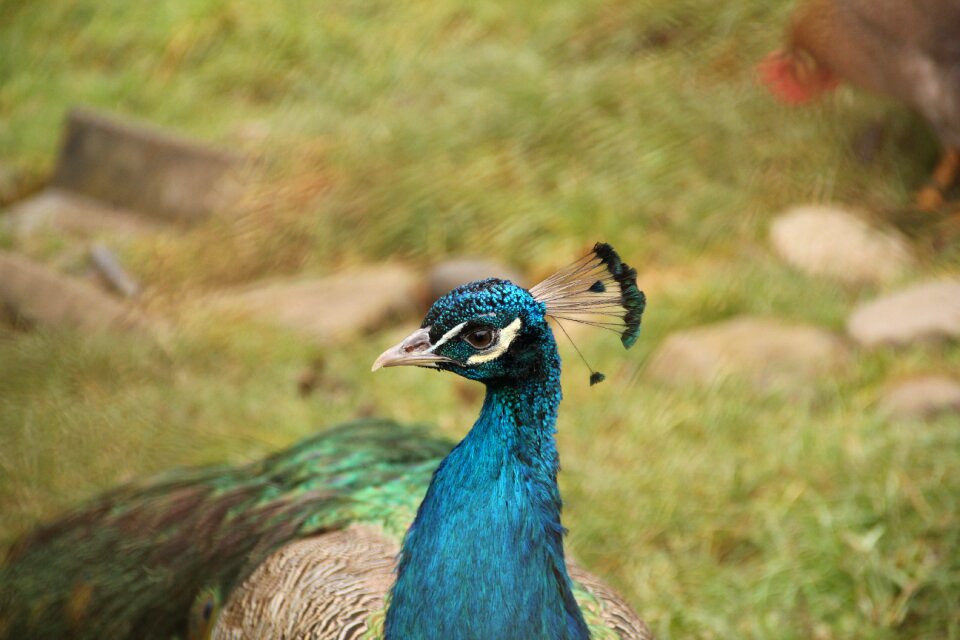 Blue flights peacock