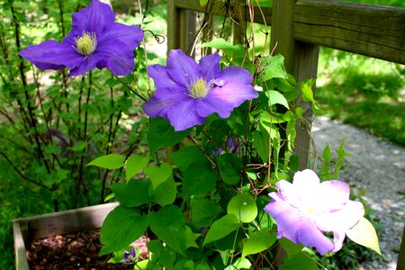 Purple flowering