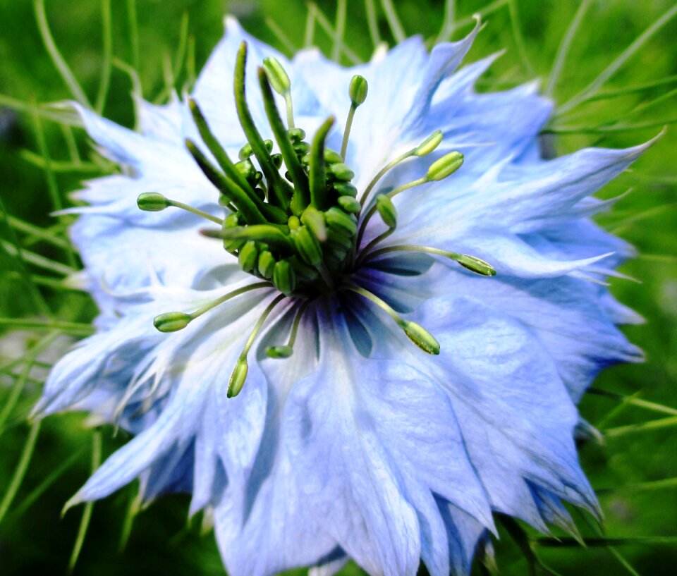Light blue tender flower macro