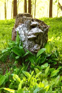 Woodland stump burls