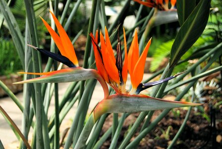 South africa orange
