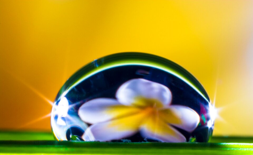 Blossom bloom macro