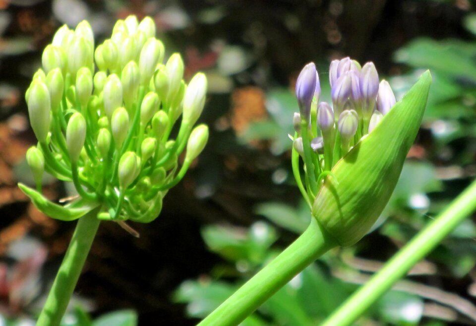 Purple flower budding outside