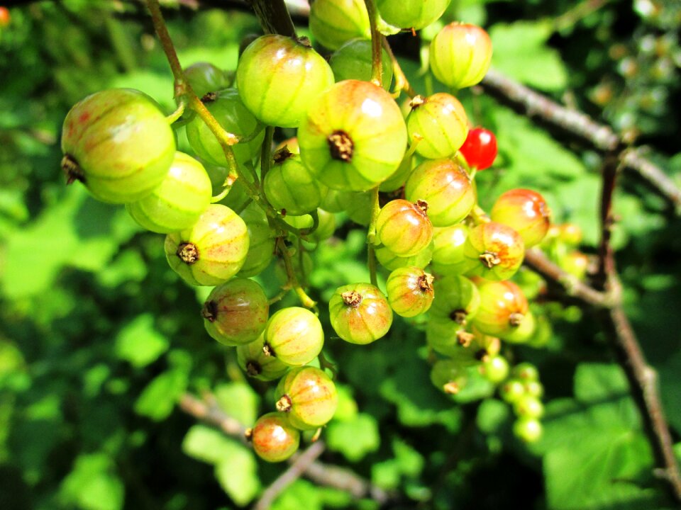 Food soft fruit delicious