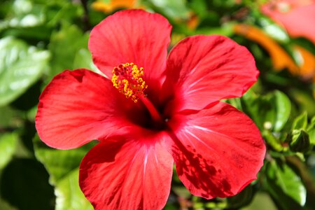 Blossom bloom malvaceae photo