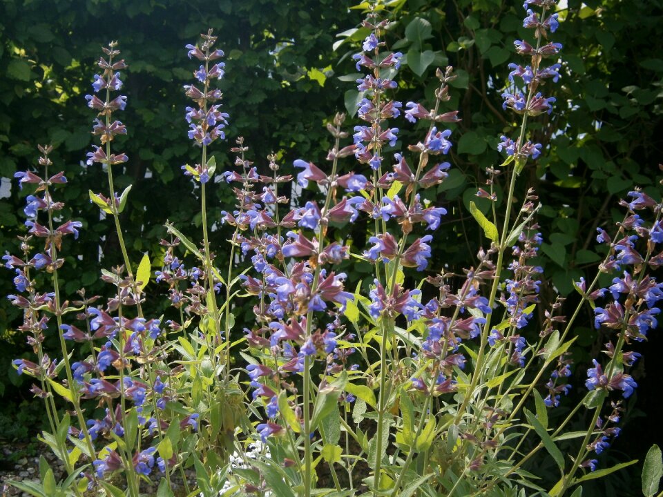 Garden plant nature