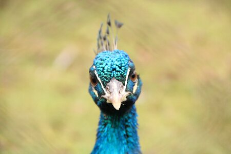 Blue flights peacock