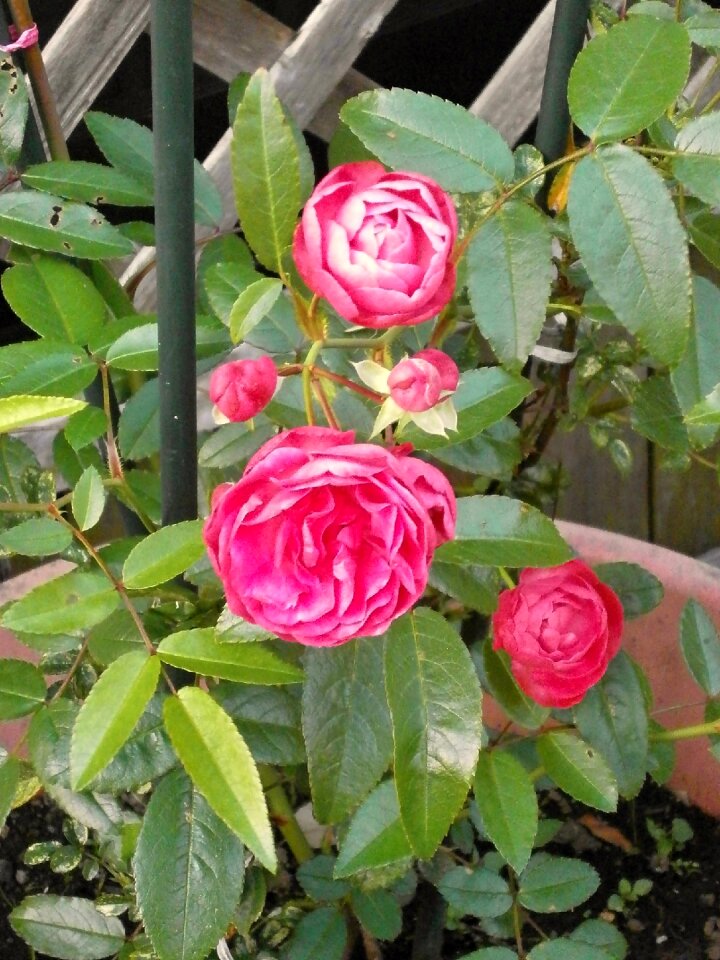 Miniature roses pink flower rose garden