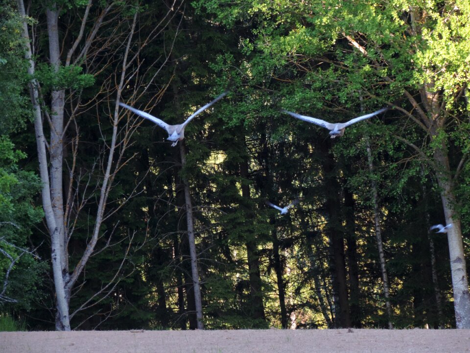 Pigeons nature sweden