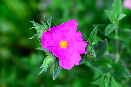 Cerise pink tissue-thin petal