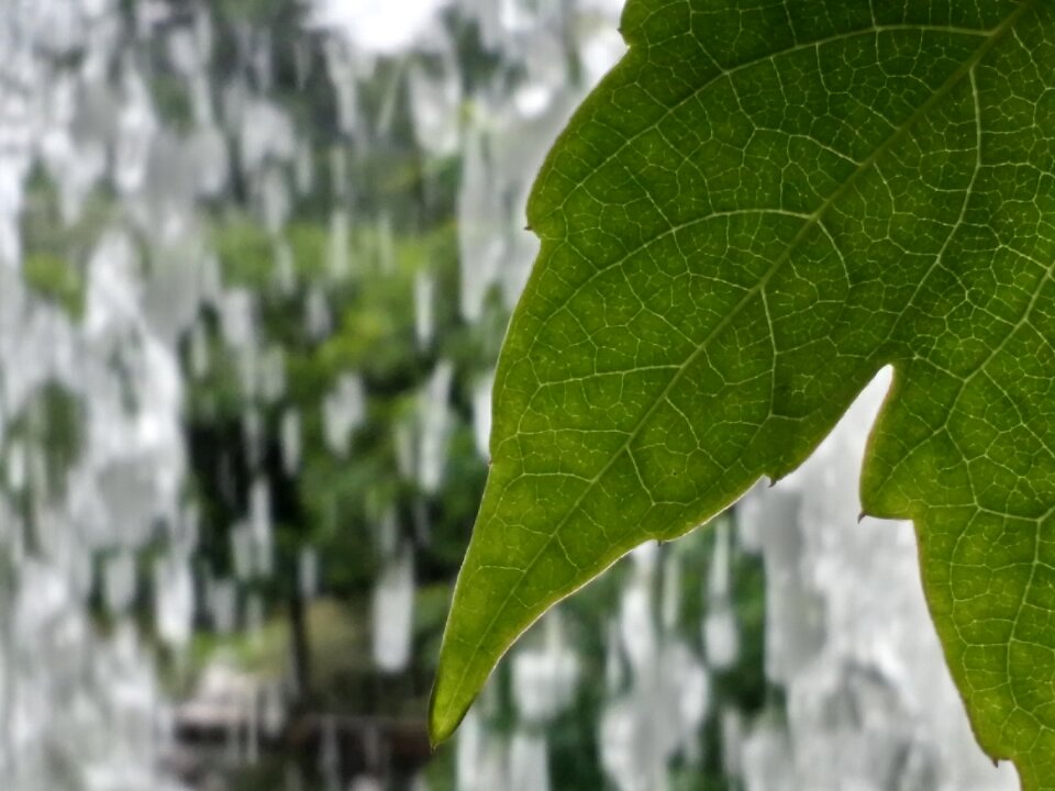 Leaf nature waterfalls