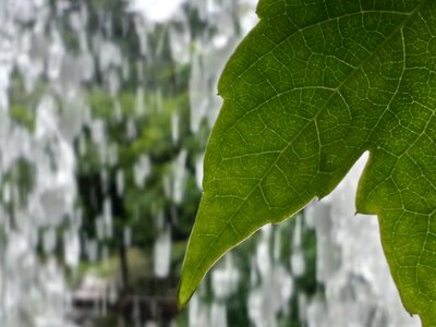 Leaf nature waterfalls