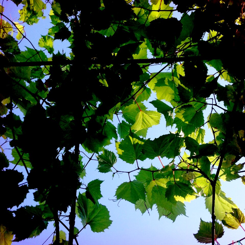 Nature tree sky