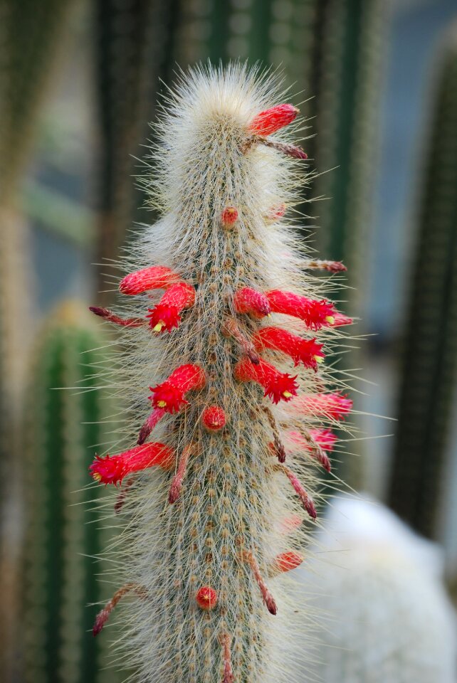 Spiky thorns