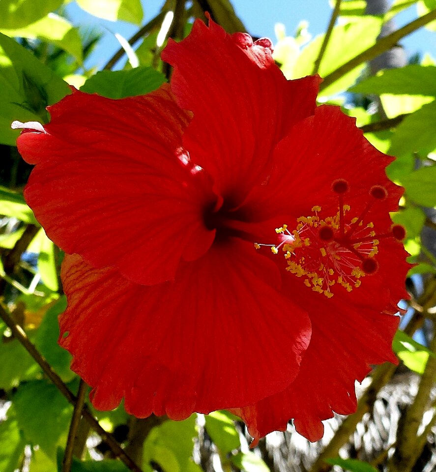 Mallow flowers macro