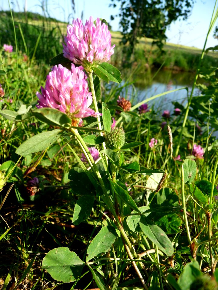 Flower green meadow photo