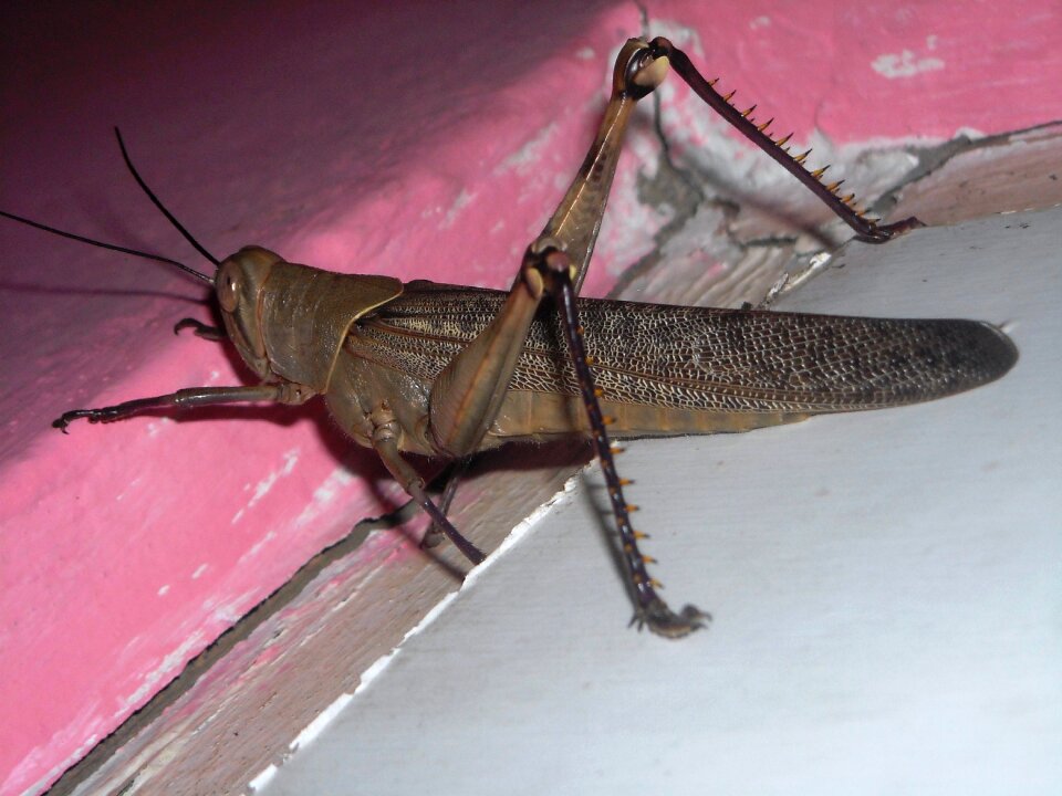 Brown animals insects