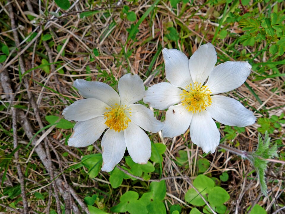 Fleursblanche mountain pastures spring