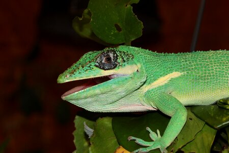Urtier lizard chameleon photo