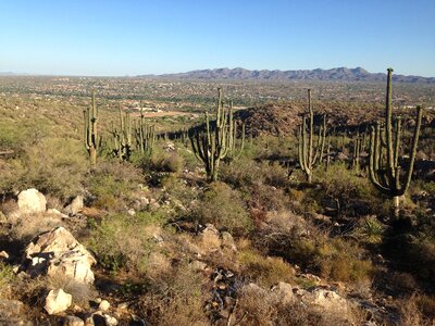 Arizona cactus